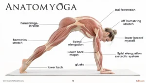 Yoga anatomy
